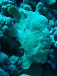 frog fish picture taken off kiwalo pipe hawaii by Gabriel Guerra 